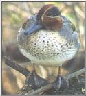 Green-winged Teal