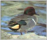 Re: waterfowl pics - Green-winged Teal