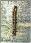 Gypsy Moth Caterpillar