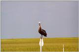 Huntington Beach, SC - hb03.jpg