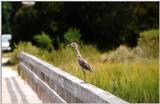 Huntington Beach, SC - hb06.jpg