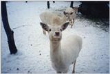 Deers