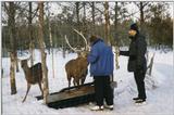 Deers