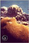 Underwater Photos - honeycoral - honeycor.jpg [01/01]