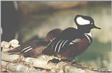 Hooded Merganser #1