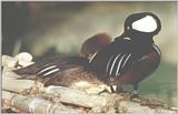 Hooded Merganser #2