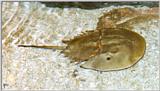Horseshoe crab