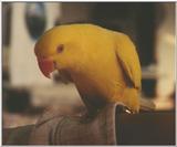 Lutino Ringneck Parakeet