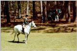 Horse Show - Aiken, SC - hs03.jpg