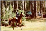 Horse Show - Aiken, SC - hs06.jpg