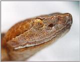 Northern Copperhead (Agkistrodon contortrix mokason)