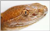 Northern Copperhead (Agkistrodon contortrix mokason)