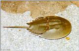 Horseshoe Crab