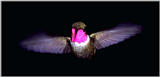 hummingbird-43