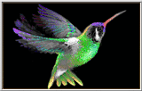 hummingbird.gif