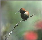 Birds -- *Flood* -- - HUMM00.JPG