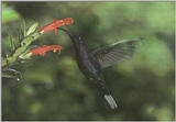 Birds -- *Flood* -- - HUMM02.JPG