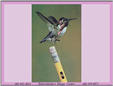 Bee Hummingbird (Mellisuga helenae)