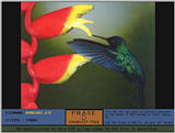 hummingbird037.jpg