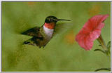 Hummingbird - humbrd.jpg (1/1)