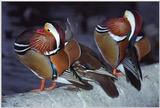 mandarin duck