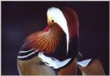 mandarin duck