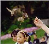 sparrows