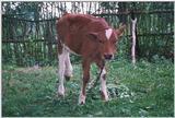 calf