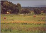 horses