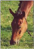 Re: Dear Santa, some horse photos ....
