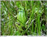 frog