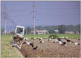 European White storks