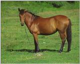 horse