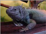 Iguana  125k