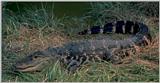 An American Alligator