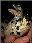 A hatching Cuban Crocodile, Crocodylus rhombifer