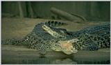 Cuban Crocs #1 - Cuban crocodile (Crocodylus rhombifer)