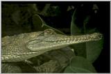 Fresh water Croc