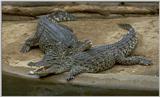 Cuban Crocs #2 - Cuban crocodile (Crocodylus rhombifer)