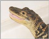 Alligator#4