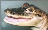 Alligator#5