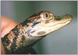 Alligator#6