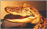Alligator#7