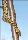 Jungle Corn Snake (cal. king x corn snake)