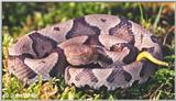 Juvenile N. Copperhead (Agkistrodon contortrix mokasen) #1