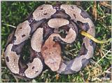 Juvenile N. Copperhead (Agkistrodon contortrix mokasen) #2