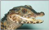 Cuvier's Dwarf Caiman#2