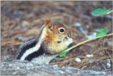 13-Lined Ground Squirrel