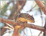 Fox Squirrel 82k jpg