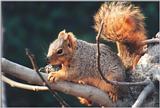 Fox Squirrel 88k jpg